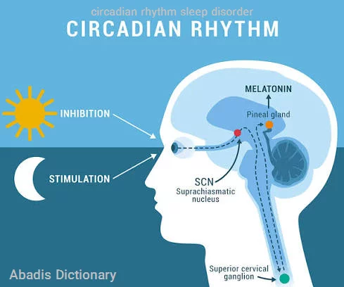 circadian rhythm sleep disorder
